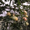 Динеро 082 F1 (ТС 02-0082) семена помидора индетерминантного (Solare Sementi)