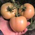 Динеро 082 F1 (ТС 02-0082) семена помидора индетерминантного (Solare Sementi)