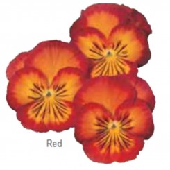 Ультима Radiance Red семена виолы (Sakata)