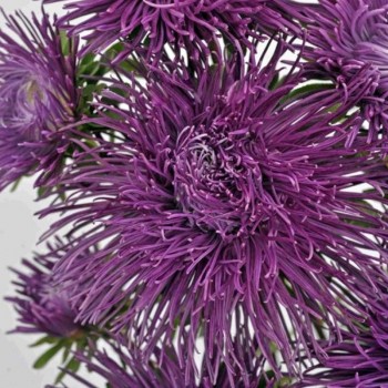 Валкирия фиолетовая (Purple) семян астры (Satimex)