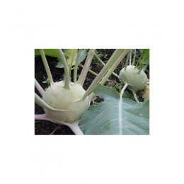 Венские белые семена капусты кольраби (Hortus)