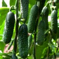Везунчик F1 семена огурца партенокарпического (Lucky Seed)