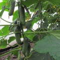 Везунчик F1 семена огурца партенокарпического (Lucky Seed)