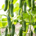 Везунчик F1 семена огурца партенокарпического (Lucky Seed)