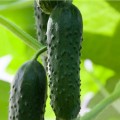 Везунчик F1 семена огурца партенокарпического (Lucky Seed)