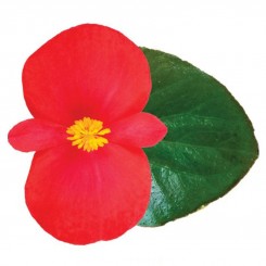 Викинг F1 (Viking F1) Red on Green семена бегонии (Sakata)