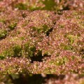Вілбур насіння салату тип Лолло Росса дражоване (Rijk Zwaan)