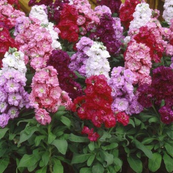 Винтаж семян левкоя (матиолы) (Pan American)