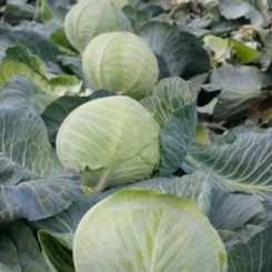 Витязь F1 насіння капусти пізньої 115-125 дн. 3-5 кг окр. (Lucky Seed)