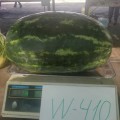 W410 F1 семена арбуза раннего (Lark Seeds)