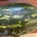 W410 F1 семена арбуза раннего (Lark Seeds)