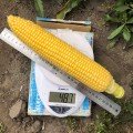 1980 F1 семена кукурузы суперсладкой Sh2 (Lark Seeds)