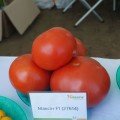 Максин F1 (27614 F1) насіння помідора індетермінантного (Vilmorin)