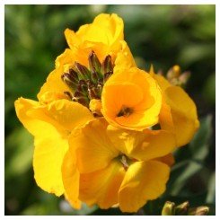 Абсолют Orange семян лакфиоля (Kitano Seeds)
