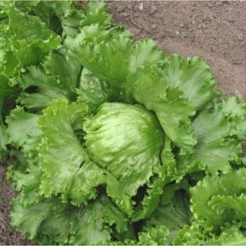 Адріатіка насіння салату тип Айсберг (GL Seeds)