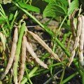 Адзуки насіння квасолі кутовий (Геліос)