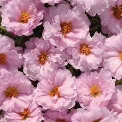 Амелия Pink (розовый) семена портулака крупноцветкового (Kitano Seeds)