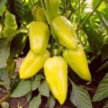 Амур F1 насіння перцю солодкого (Solare Sementi)