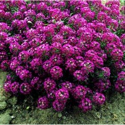 Ангора Перпл (Purple) семена алиссума (Kitano Seeds)