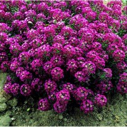 Ангора Перпл (Purple) семена алиссума (Kitano Seeds)