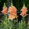 Твінні F1 персиковий (peach) насіння антірінума (Hem Genetics)