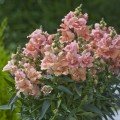 Твінні F1 персиковий (peach) насіння антірінума (Hem Genetics)