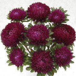 Сиринга пурпурная (Purple) семена астры хризантемообразной (Satimex)