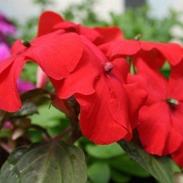 Баланс F1 красный (red) семена бальзамина (Hem Genetics)