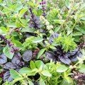 Базилік суміш 5 ароматів насіння (Геліос)