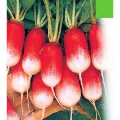 Базис семян редиса (Яркая)