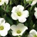 Бліззард Компакт насіння армерії білої (white) (Syngenta)