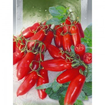 Черевики насіння помідора індетермінантного (GL Seeds)