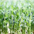 Чичарос (1 врожай) набір для вирощування мікрозелений (Agrocity)