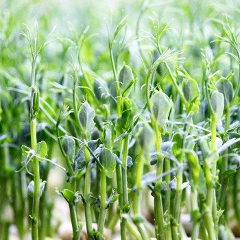Чичарос (1 врожай) набір для вирощування мікрозелений (Agrocity)