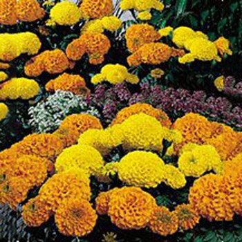 Чикаго Формула микс (Chicago Formula mix) семена бархатцев американских (Kitano Seeds)