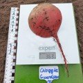 Чіогіа Гардсмарк насіння буряка столового (Sakata)