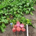 Чіогіа Гардсмарк насіння буряка столового (Sakata)