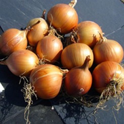 CRX 2312 F1 насіння цибулі ріпчастої жовтої (Cora Seeds)