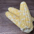 Дефендер F1 (ESB74F1) насіння кукурудзи суперсолодкої Sh2 біколор (Lark Seeds)