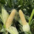 Дефендер F1 (ESB74F1) насіння кукурудзи суперсолодкої Sh2 біколор (Lark Seeds)