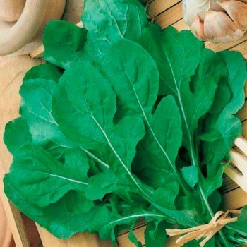 Делікатесне насіння руколи (GL Seeds)