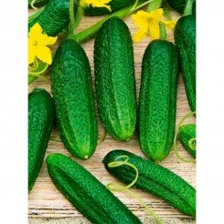 Деревенский семена огурца пчелоопыляемого (GL Seeds)