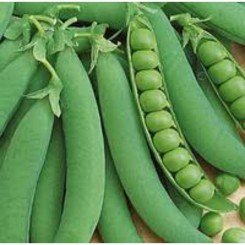 Дитяче захоплення насіння гороху (GL Seeds)