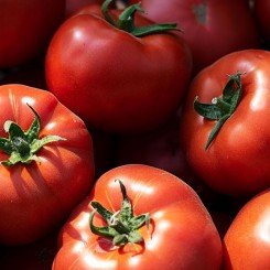 Девонет F1 семена томата полудетерминантного (Syngenta)
