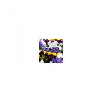Династия Clear mixed семян фиалки (Kitano Seeds)