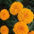 Еквінокс помаранчеві (Orange) насіння чорнобривців (Hem Zaden)