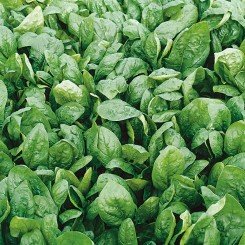 Ель Форте насіння шпинату (Syngenta)