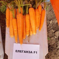 Елеганс F1 (Елеганза F1) (1,8-2,0) насіння моркви Нантес пізньої 120-130 дн. 18-23 см (Nunhems)