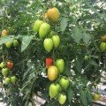 Ельза F1 насіння помідора індетермінантного (Lark Seeds)