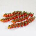 ЕС 51076 F1 (ES 51076 F1) семена помидора черри индетерминантного (Ergon seeds)